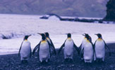 Penguins